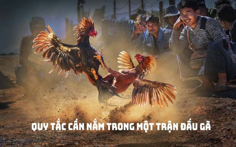 Quy tắc cần nắm trong một trận đấu đá gà